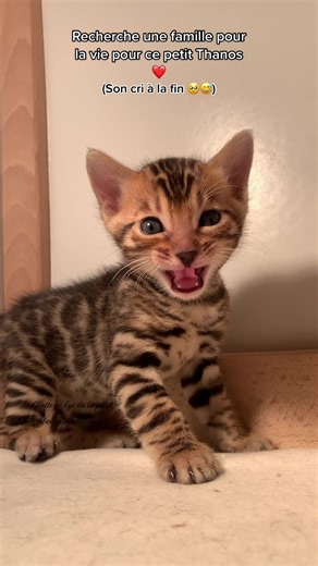 Départ fin février pour ce petit Thanos ! Chatterie Eye du léopard 🐆 écrivez nous sur Instagram : bengaleyeduleopard _________________________________________________________________________ #bengal #bengaleyeduleopard #eyeduleopard #paris #chat #chatterie #animals #leopard #france #chaton #loof #chatderace