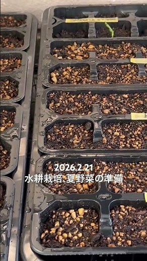水耕栽培で夏野菜の準備。ベランダのビニールハウスも設置しました🌱Preparing for summer vegetables with hydroponics. #家庭菜園初心者 #水耕栽培