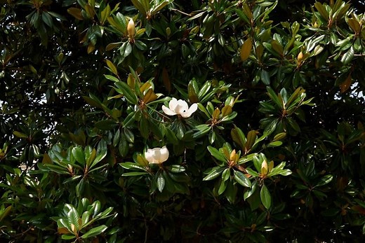 How to Revive a Dying Magnolia Tree: Can You Still Save It?