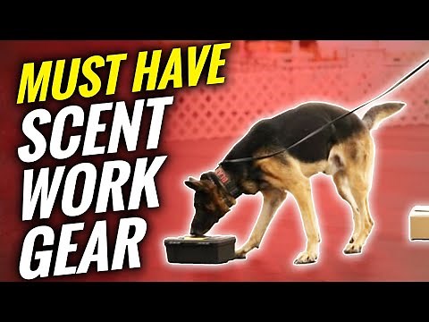 Best Gear for Scent work: Training Pouches & Vests for Trial Success