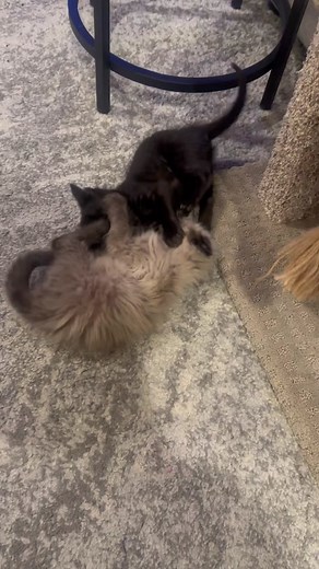 Chip and Finn (@furreverpurrs)’s videos with Kung Fu Fighting - Cee-Lo