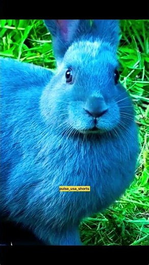 The Crazy Animal That Hypnotizes Its Prey! 🕺🐰 #facts #deepsea #viral