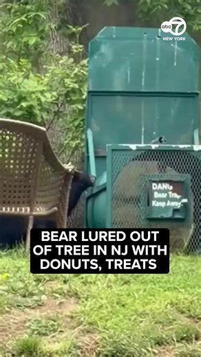 The bear had been spotted roaming the neighborhood before it climbed about 40 feet up into a tree.