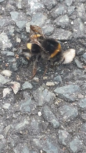 This Bumble Bee seems Sick