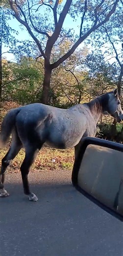 Dan wanted this 🐎 🐴 🎠 | Ashley Bearpaw