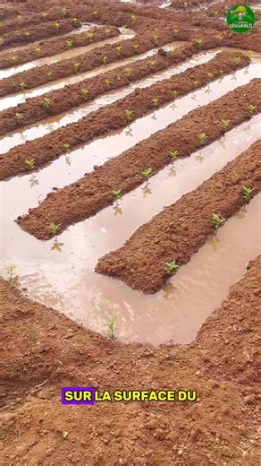 Irrigation moins chère #agriculture #Afrique #benin #RDC #Niger #Tchad #cotedivoire #EntrepreneurLife #senegal #entrepreneur | AgriServices