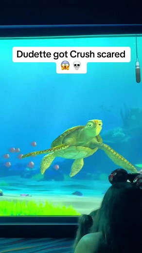 Dudette got Crush scared #turtletalkwithcrush #disneyland #disneyworld #californiaadventure | Turtle Crush Talk
