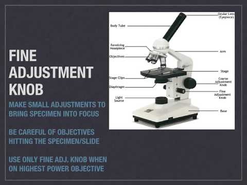 Compound Microscope Parts and Functions