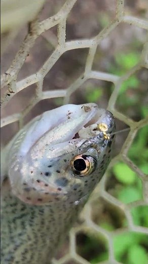 Leland's Lures Trout Magnet Mini Magnet Kit, Chatches All Types of Fish