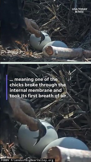 This is egg-citing! One of Jackie and Shadow's eggs has begun to hatch. See the 'pip.'