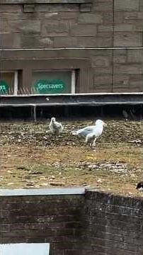 My Pet Seagulls New Babies Need Names!