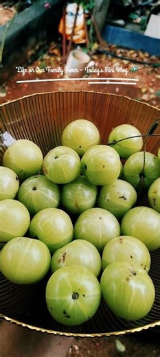 Simple Farm Life 🌻 | Daily Routine in the Countryside #farmer #farmlife #short