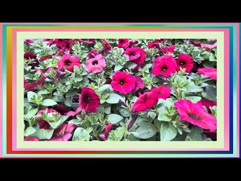 Petunia Floral Fireworks
