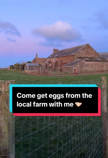 Fresh Eggs from Local Farm: A Healthier Choice