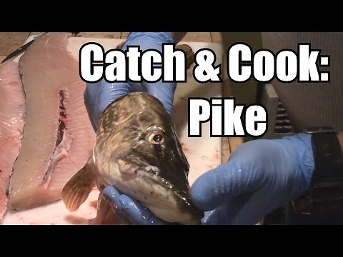 Catch, Clean, & Cook: NORTHERN PIKE (No Bones!)