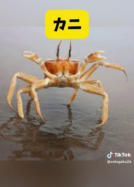 想像より大きい生物の驚き