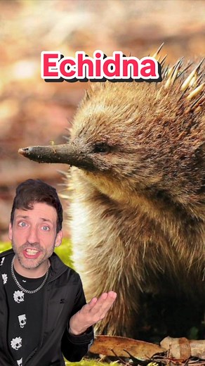 Natures little science experiment 👀 #echidna | Science Experiment