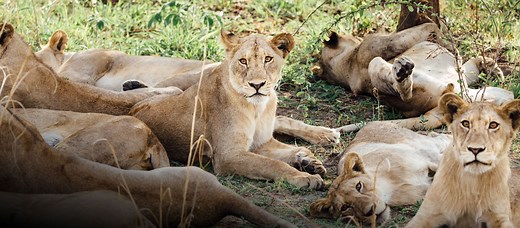 Chada Katavi: Tanzania’s wild west
