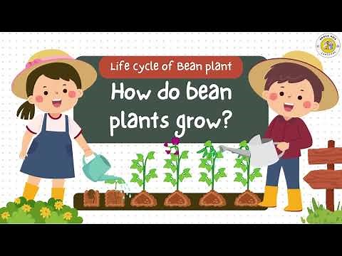 Life Cycle of a Bean Plant