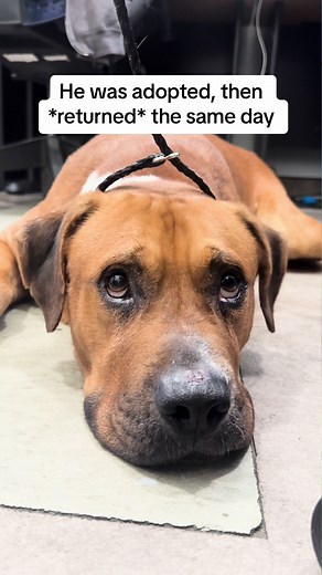 This is Ben #A1205139. He has had a very bumpy road on his journey to us! In February, he was found as a stray and brought to Dallas Animal Services. He was adopted mid-March, only to be returned the same day, 2 hours later. He then went to a foster-to-adopt, but was then returned for behavior stemming from anxiety. We (and our friends at Rain or Shine Rescue) have loved and watched Ben from afar as he had two failed adoptions. When he first came on our radar, we really thought it wasn’t going t