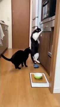 Amazing Cat Performs Magic Trick! #Cats #Tricks