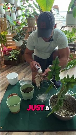 Rooting Hormone Powder: The Secret to Faster, Healthier Plant Growth