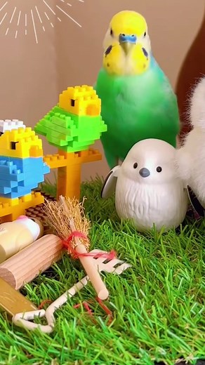 budgerigar sound#parrot #parrotslover #parrotsoftiktok #parrotslovers #bird #fpyシ #parrotsworld #parrotslovers #bird #fou #fpy