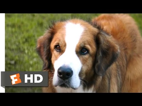 A Dog's Purpose (2017) - The Right Fit Scene (9/10) | Movieclips
