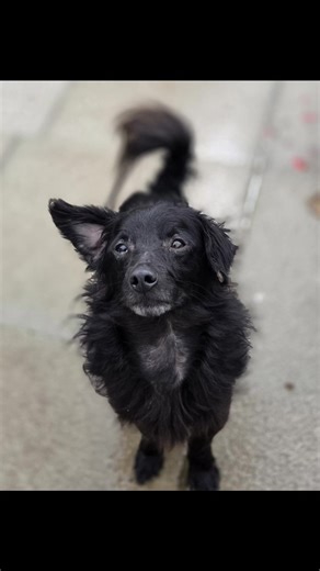 Introducing Gary fresh from the pound a little moth eaten dog who realised yesterday everything is now good. Happy little chap about 2 years old have no idea what he is before people ask. Now being assessed with Aunty Laura he had a good night and is has won everyones hearts 💕 | Starfish Dog Rescue