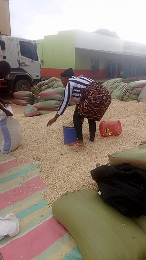 Sorting Grains in Outdoor Market Setting