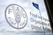Home | FAO and Italy | Food and Agriculture Organization of the United Nations