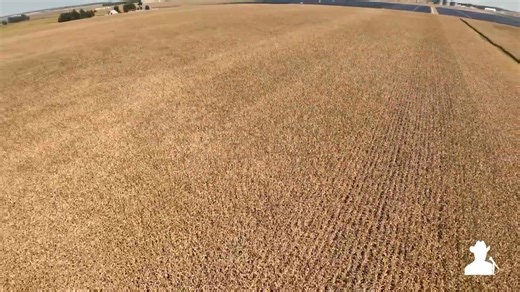 Upcoming Sangamon County, Illinois Land Auction for The Judith Ann Ackerman Trust and the Jerry Keith Ackerman Trust. Selling 486.861 taxable acres± in 4 tracts on November 3, 2025. The Ackerman real estate is located approximately 8 miles southwest of Auburn, Illinois; 20 miles southwest of Springfield, Illinois; or 25 miles southeast of Jacksonville, Illinois (in close proximity to the small community of Lowder, Illinois). Tract 1 consists of 200 taxable acres±. FSA records indicate 196.04 NHE