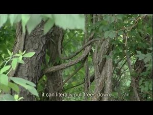 LITTLE THINGS big problems-- Invasive Plants In Our Parks