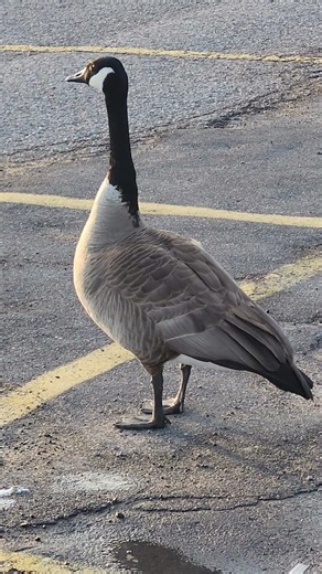 No-nonsense Canada goose keeps watch part twenty six. #shorts