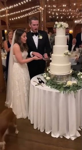He Just Wanted a Bite… Not the Whole Cake 😭😂