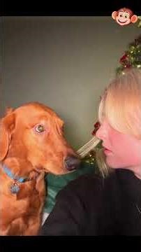 **Dogs vs Humans 😂 FUNNIEST Moments Ever**.........[176]