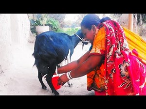 How to Milk a Goat by Hand Milking Goat by Village Woman | Goat's Milk | Live Goat Milking