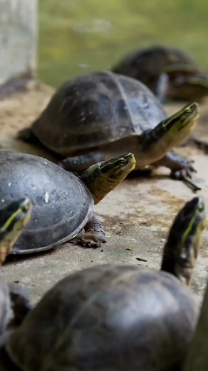 The Indian Pond Turtle is a vital component of India's aquatic...