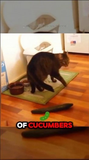 Why Are Cats Afraid of Cucumbers? 🥒🐱