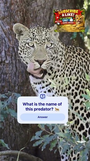 Can You Identify This Big Cat? 🐆 | Animal Trivia Challenge #animals