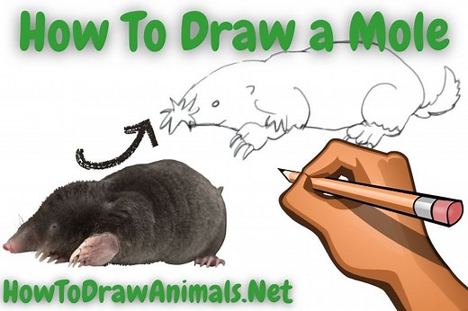 How To Draw a Mole - EASY Drawing Tutorial!