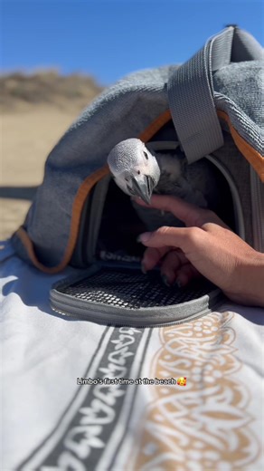 Limbo's First Beach Adventure with Baby