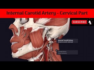 Internal Carotid Artery - Cervical Part #Anatomy #mbbs #education #bds #headandneckanatomy #arteries