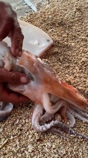 How to Clean a Giant Cuttlefish / Squid on the Beach