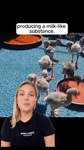 66K views · 48 reactions | Learn more cool facts about animals here https://brightside.me/articles/9-facts-about-animals-no-one-told-us-during-biology-class-456160/?utm_source=brightside_fb&utm_medium=videos&utm_campaign=video_experiment_links #flamingo #learningisfun #facts #wildlife #nature | Bright Side | Facebook