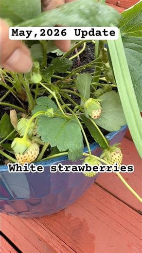 Rare White Strawberries in Zone 7A. White Strawberries update- May 2026.
