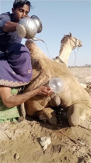 Unique Camel Cleaning Process | Real Desert Life Experience