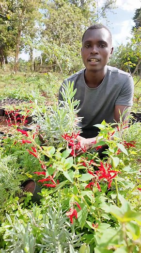 1.2K reactions · 77 shares | This is how you organically controll cockroaches using Lavender請. Boil the leaves every day, the smell of the leaves or the flowers will repel and expel cockroaches. I have successfully tried and I don't have roaches in my house. | Kamau Daniel | Facebook