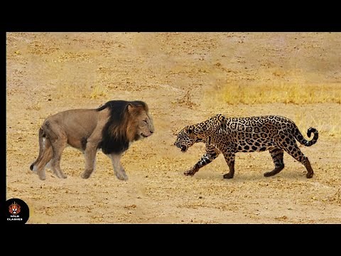 Look What Happened When This Lion Fight Leopard - Who Win?