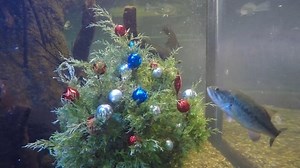 6.2K views · 23 reactions | So Cool!  The aquatics team at the Oklahoma City Zoo brought a little holiday spirit to an aquarium by adding a "Fish-mas" tree. https://bit.ly/3W21Q46 : Oklahoma City Zoo and Botanical Garden | KOCO 5 News | Facebook